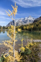Isolated Golden Yellow Larch Tree at Schaffer Lake with Distant Rocky Mountain Peak on Horizon.  Scenic Autumn Colors Landscape,  Yoho National Park Hiking BC Canada