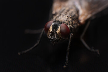 Fly