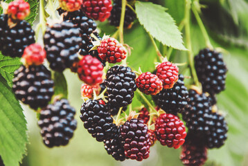 Blackberry fruit growing, ripening blackberries on branch, bramble plant in the garden - obrazy, fototapety, plakaty