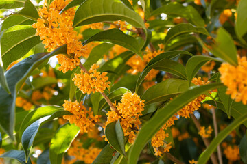 香り高い満開のオレンジ色のキンモクセイ