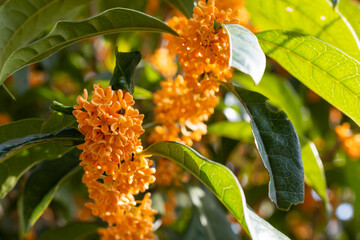 香り高くオレンジ色のかわいいキンモクセイの花