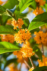 香り高い満開のオレンジ色のキンモクセイ