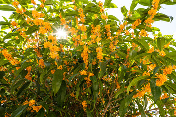 太陽を背に香りの強いオレンジ色満開のキンモクセイ