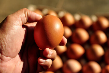 fresh egg on hand blur background