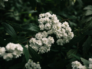 white flower in the garden