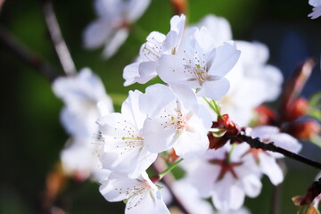 春の美しい桜の花