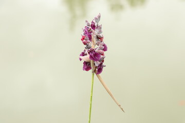 Obraz premium wild flower