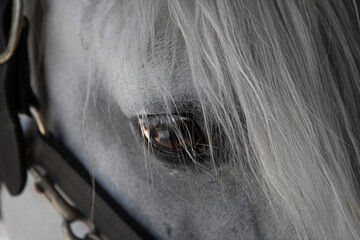 Brown eye of horse close-up, white mane and bridle 