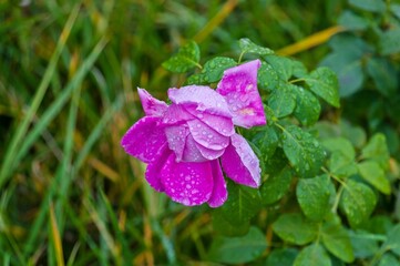 Obraz premium Lilac rose in raindrops grows in the garden