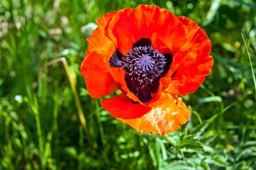 The red poppy grows alone in the field