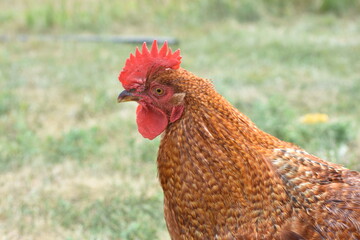 young, chicken, farm, bird, red rooster, red, rooster, face, head, farmhouse