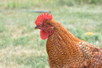 young, chicken, farm, bird, red rooster, red, rooster, face, head, farmhouse