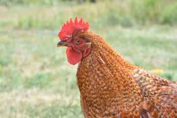 young, chicken, farm, bird, red rooster, red, rooster, face, head, farmhouse