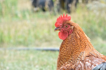 young, chicken, farm, bird, red rooster, red, rooster, face, head, farmhouse