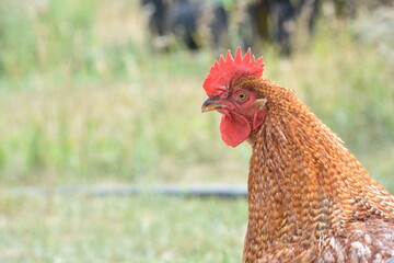 young, chicken, farm, bird, red rooster, red, rooster, face, head, farmhouse