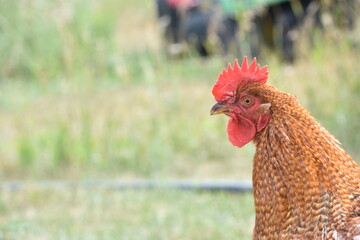 young, chicken, farm, bird, red rooster, red, rooster, face, head, farmhouse