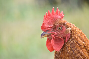 young, chicken, farm, bird, red rooster, red, rooster, face, head, farmhouse