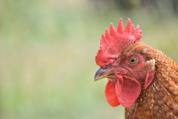 young, chicken, farm, bird, red rooster, red, rooster, face, head, farmhouse