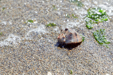 砂浜の波打ち際に打ち寄せた巻貝の殻