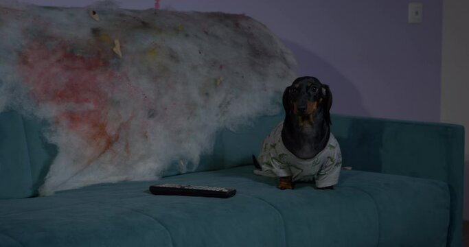 Dressed Dachshund Dog Runs Jumping Up On Green Couch Covered With Woolen Blanket With Blood Stains. Cute Animal Sits Near Remote Control At Home