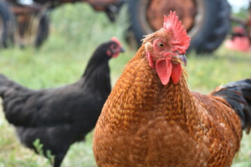 rooster and hen