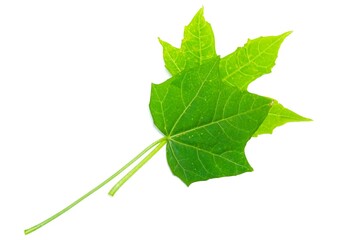 Fototapeta premium two chaya leaves stacked on a white background