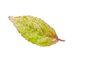 One leaf has many beautiful colors. on a white background