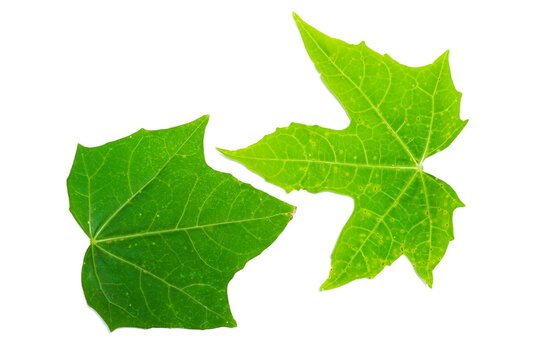 Two chaya leaves on a white background