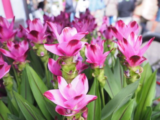 Obraz premium pink flowers at a market