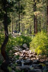 River in the woods - Lake Tahoe, Nevada forest