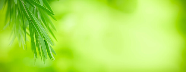Close up fresh nature view of green leaf on blurred greenery background in garden. Natural green leaves plants used as spring background cover page greenery environment ecology lime green wallpaper