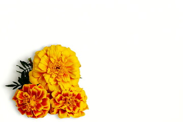   colorful marigold flower in white background for hindu religious,marriage invitation,diwali,new year,ganesh chaturthi,festival,nature related concept,Selective focus closeup with copy space