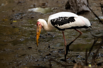 Great heron