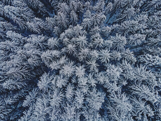 Aerial drone shot of pine trees covered with snow. Snowy winter forest
