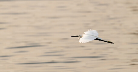 a beautiful shot of a white egret fly above the water during sunset hour