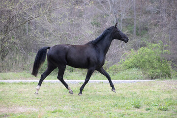 Obraz na płótnie Canvas black horse in green field