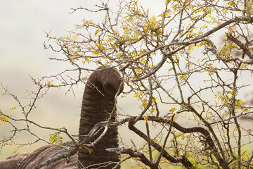 elephant's trunk 