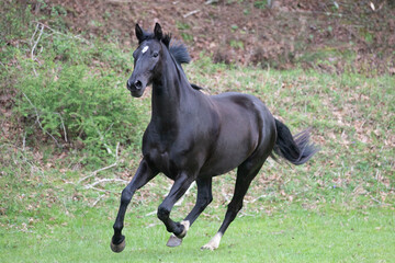 black horse running in field