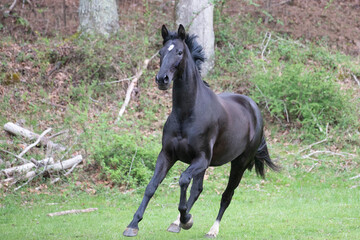 black horse running in field with tree