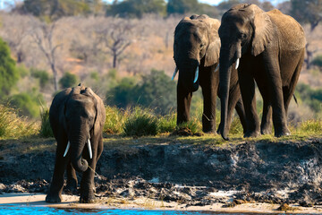 Fototapeta na wymiar elephants waiting to cross the river