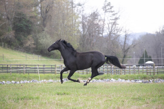 black horse in green field