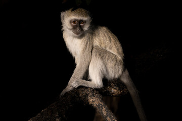 A vervet monkey on a branch 