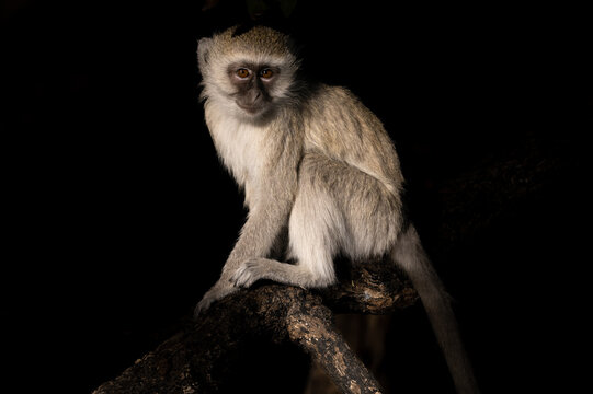 A Vervet Monkey On A Branch 