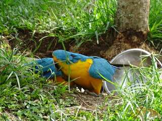  Ara Ararauna playing with her partner © SantiagoMendez