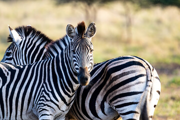 Zebras back to back 
