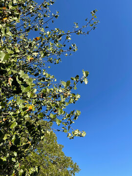 autumn leaves against sky