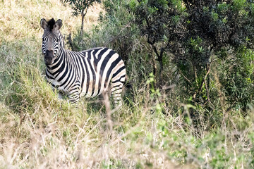 zebra in the wild