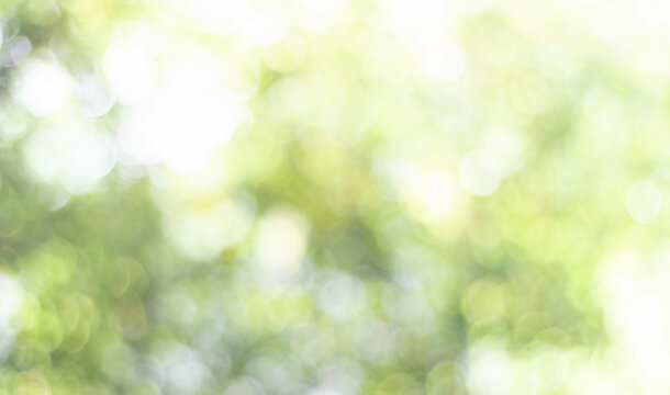 Fresh nature green bokeh lights abstract background from nature forest out of focus. Blur park with bokeh light, nature, garden, spring and summer season. Blurred image of the natural green background