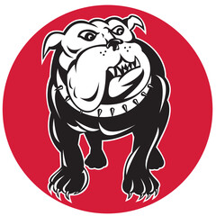 bulldog mongrel dog front view