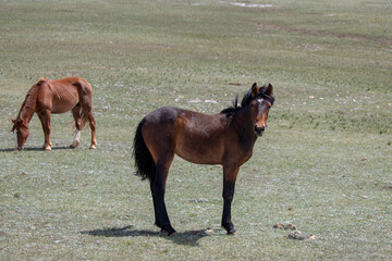 Young chestnut colt wild horse in the western United States